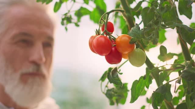 温室的高级男性技术员正在观察温室里生长的番茄视频素材