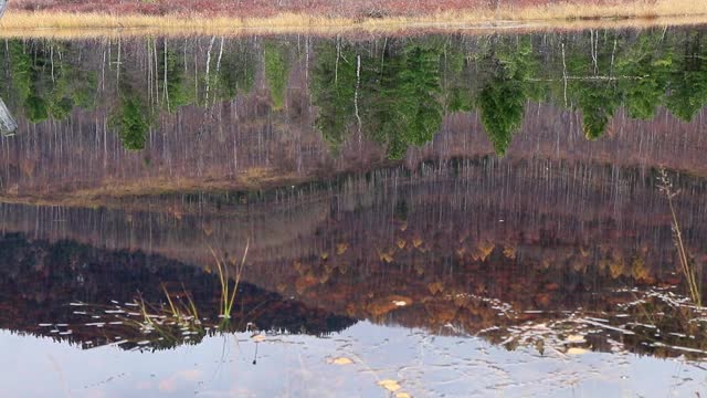 自然景观背景，森林倒影在湖中视频素材