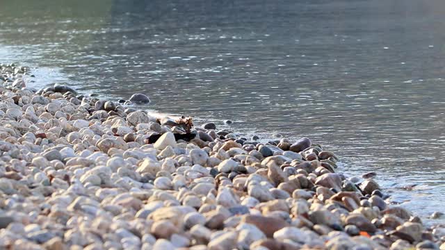 风平浪静的卵石海滩和湖畔视频素材