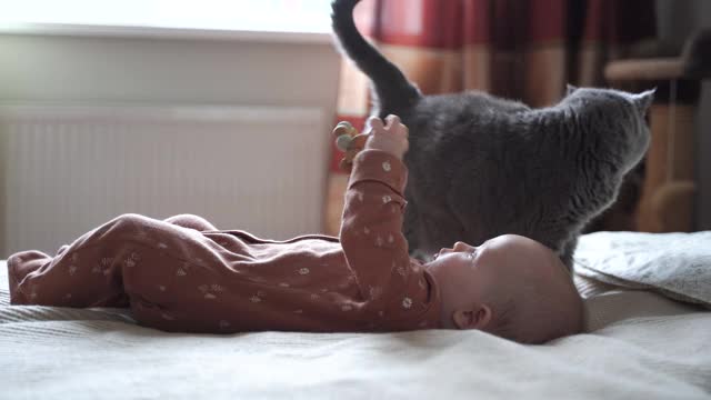可爱可爱的猫肖像英国短毛种族和婴儿四个月大的床上躺在卧室的猫。家庭家养动物宠物与儿童儿童的关系。童年有趣的瞬间视频素材