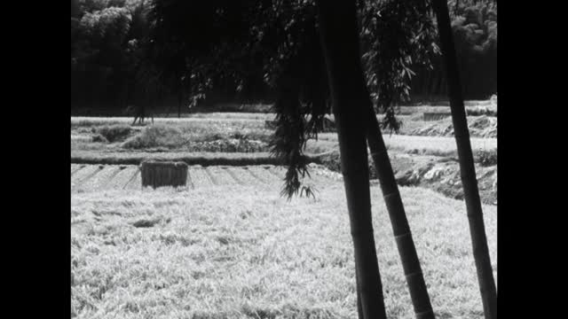 人们把一捆捆收获的大米放到干燥架上;1964视频下载