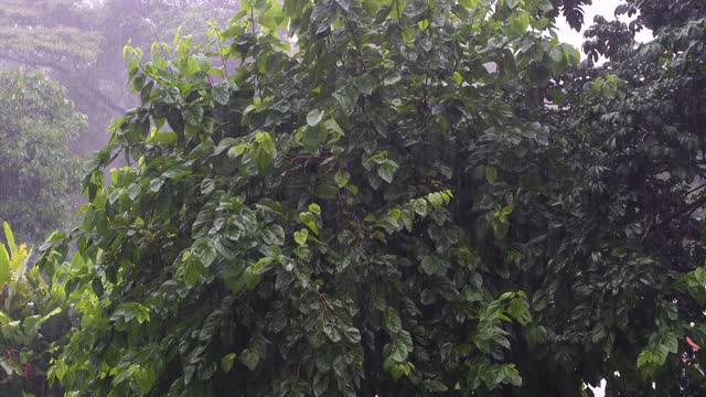 在非洲坦桑尼亚的花园中，热带雨滴落在绿色的树叶上视频素材