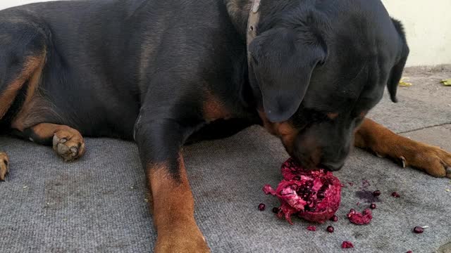 狗吃石榴浆果。视频下载