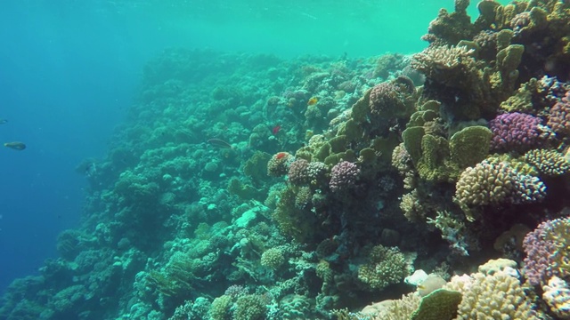 许多鱼在埃及红海的珊瑚中游泳视频素材