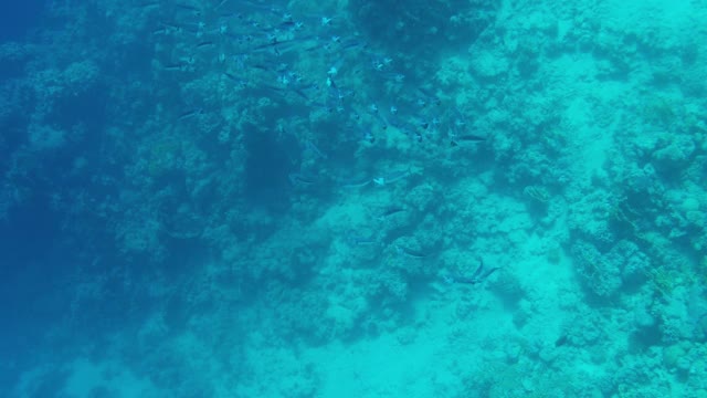 埃及红海的一群印度鲭鱼视频素材
