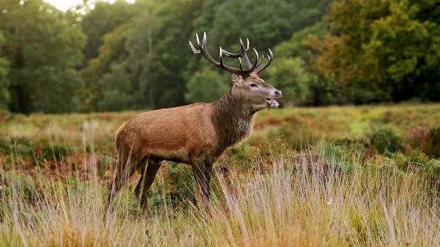 雄马鹿(鹿)在鹿发情期美丽的蕨类和森林景观和风景，英国野生动物在英国，英国视频下载