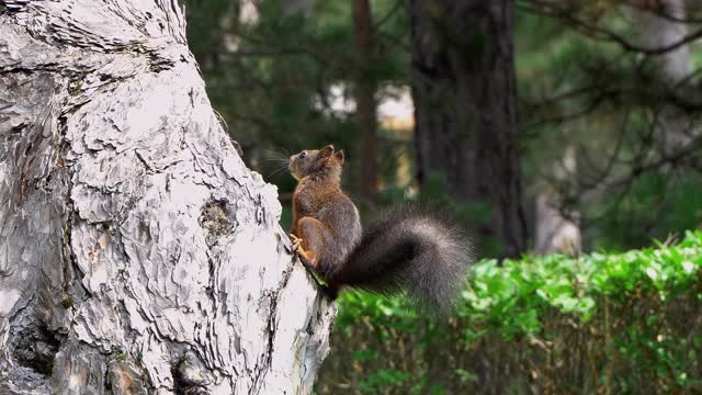 松鼠在森林的树上视频素材