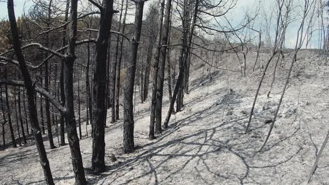 森林大火的残余，烧毁的树木和灰烬地面视频素材