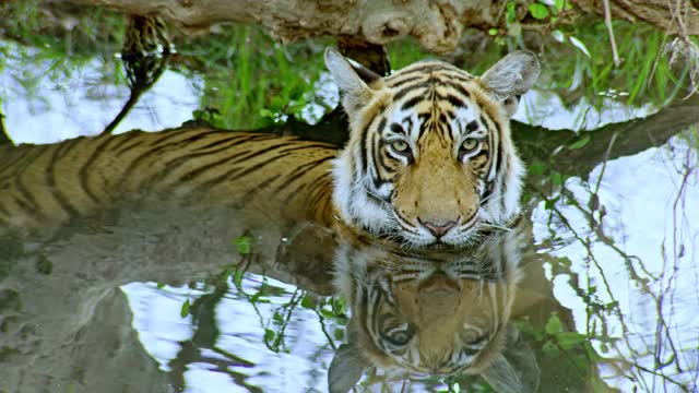 亚成年老虎在水中冷却变得警觉视频下载