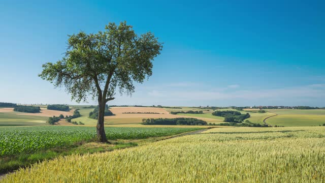 农田和草地上的树/德国视频下载