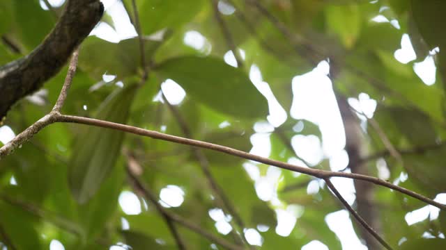 红帽侏儒鸟求爱/阿拉胡埃拉，哥斯达黎加视频素材