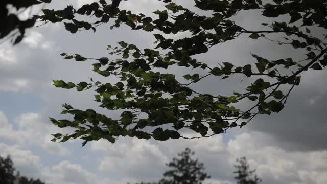 树枝和树叶在强风中摇摆视频素材