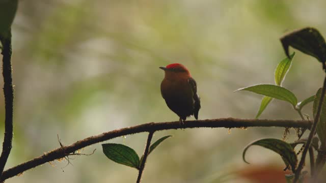 厄瓜多尔马什皮的长翅侏儒鸟视频下载