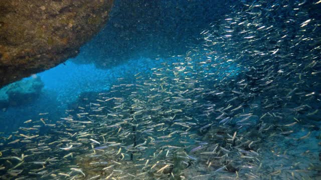 水下，波夫，一群鱼在珊瑚礁之间，巴哈马群岛视频素材