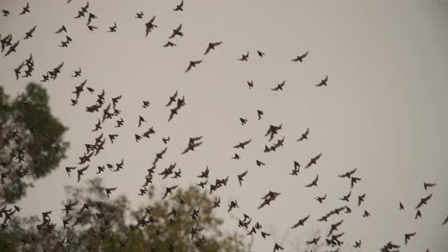 泰国Khao Yoi洞穴的一群蝙蝠视频下载