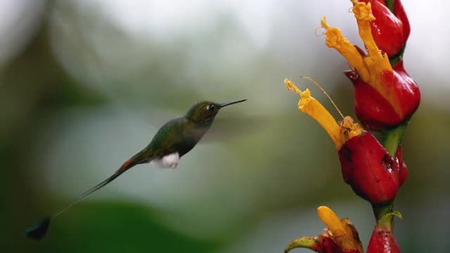 蜂鸟捕食猎物/厄瓜多尔视频素材