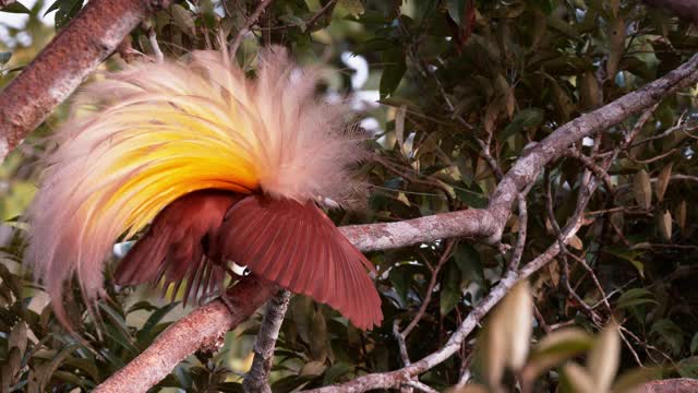 大极乐鸟求爱/巴布亚岛，印度尼西亚视频素材