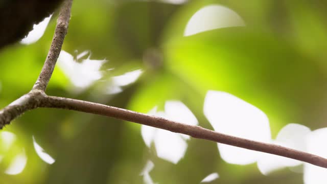 红帽侏儒鸟求爱/阿拉胡埃拉，哥斯达黎加视频素材