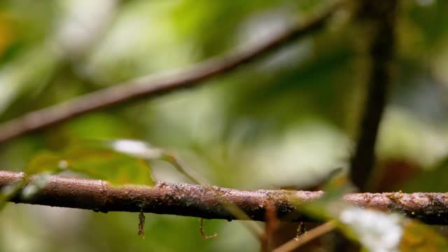厄瓜多尔马什皮的长翅侏儒鸟视频下载