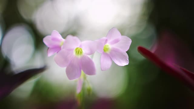 美丽的粉红色蝴蝶兰花生长在野外，在风中慢慢摇摆。野生动物,夏天的概念。美丽的兰花花，背景，花屏保。慢动作视频。丛林中非常稀有的花视频素材
