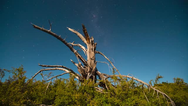 新西兰特卡波湖的夜空和枯树视频下载