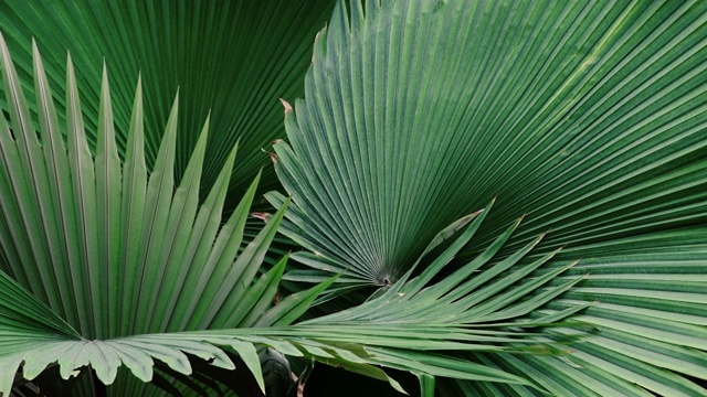 热带棕榈叶，绿色自然背景视频下载