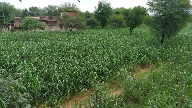 摇摆的绿色小米在印度的农田里种植庄稼，景色迷人。视频素材