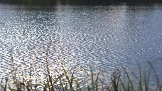 自然背景与绿色的草在前景和水的背景湖视频素材