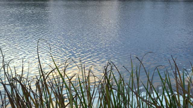自然背景与绿色的草在前景和水的背景湖视频素材