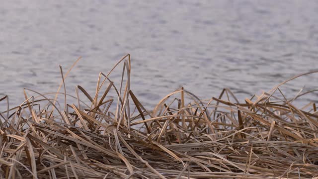 自然背景湖与稻草在前景和水的背景。视频素材