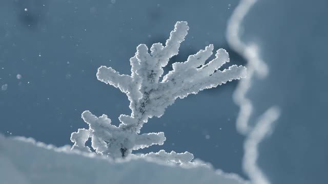 结霜的光秃秃的树枝在冬天的背景。多雪多风的天气。视频购买