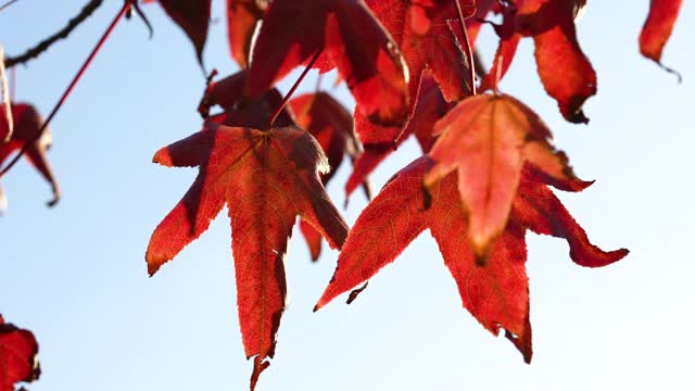 树枝上的枫树与红色的秋叶，阳光秋天的花的背景视频下载