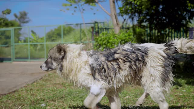 泰国曼谷狗在后院抖掉水的慢动作。视频素材