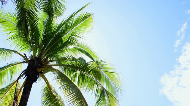 椰子树和蓝天背景视频素材