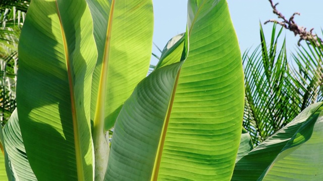热带香蕉树视频下载