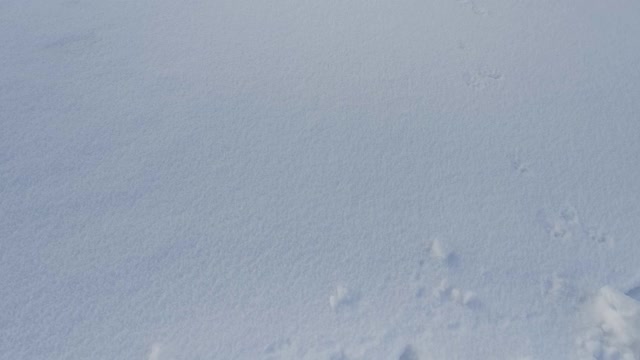 山上白雪覆盖的松树。美丽的童话般的冬季风景视频下载