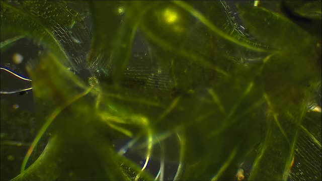苔藓叶，显微镜放大视频下载