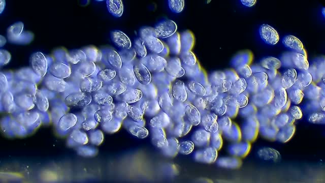 漂浮在水中的纤毛虫微生物群落视频下载