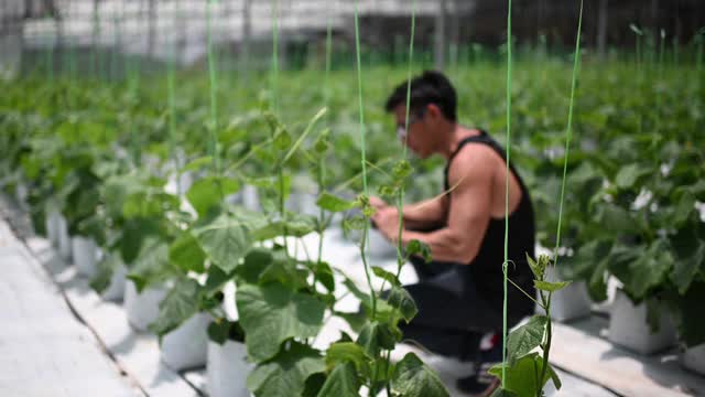 亚洲华裔男性农民使用数字平板电脑检查他的有机农场增长视频素材
