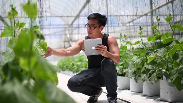 亚洲华裔男性农民使用数字平板电脑检查他的有机农场增长视频下载