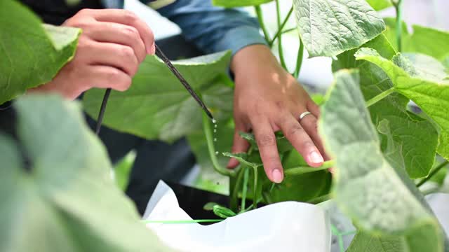 亚洲中国农民检查植物健康和浇水视频素材