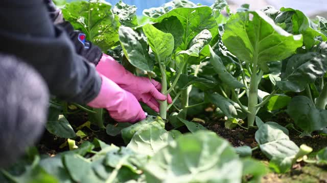 亚洲女农民在温室中收获羽衣甘蓝植物视频下载