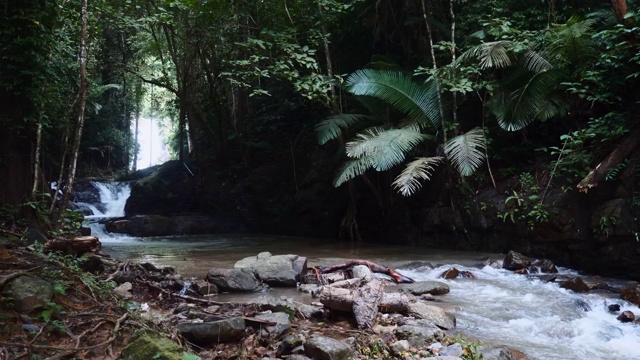 在绿色森林中有急流的河流，在热带树木和棕榈树之间流动视频素材