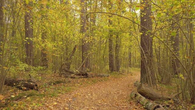 美丽的野山秋林，铺满金叶的路。高质量的4k镜头。视频素材