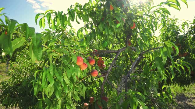 农业。大桃子在树上。令人难以置信的果园。神奇的阳光。水果在阳光下成熟。视频下载