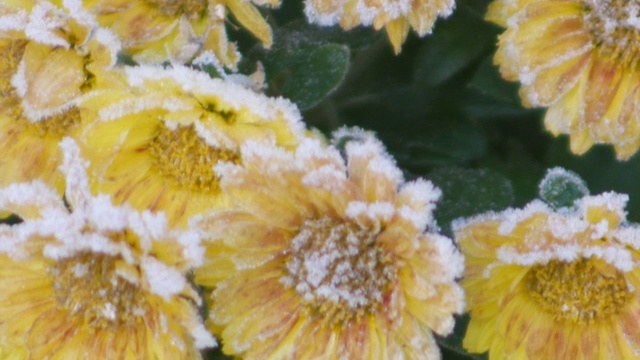 倾斜下来的一株冰冻的黄菊。视频素材