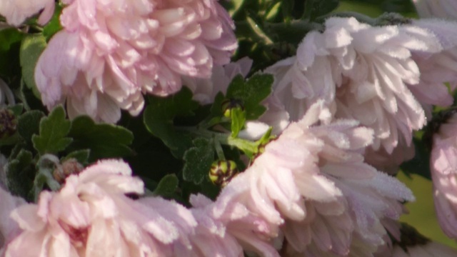 倾斜下来的一朵冰冻的菊花。视频素材