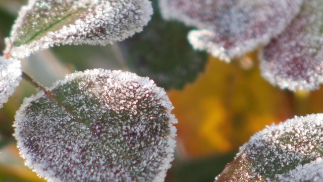 冰冻玫瑰叶子的特写。视频素材