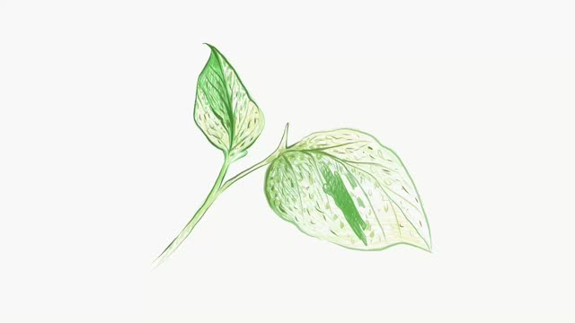 金凤花或常春藤魔芋植物的插图镜头视频下载