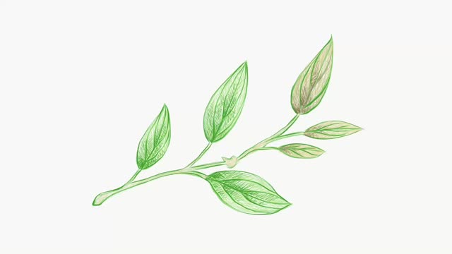 鲜黑金花属植物插图片段视频下载